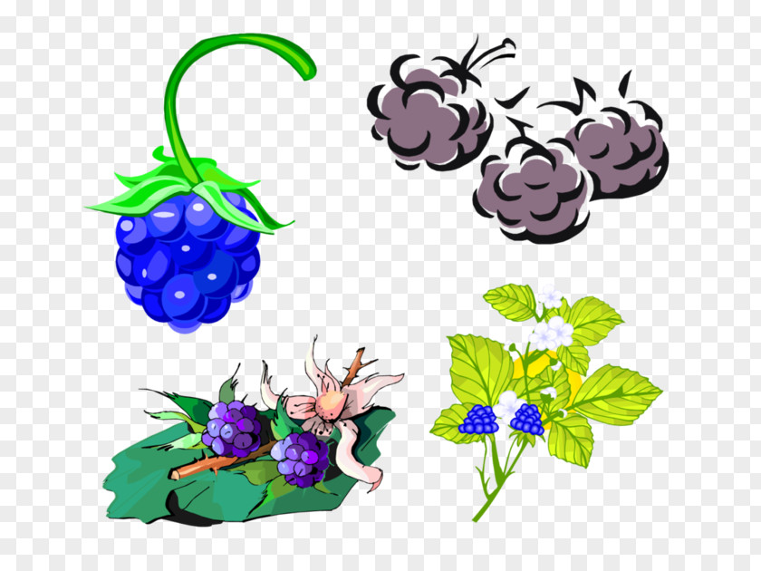 Clip Art Grape Blackberry Design PNG