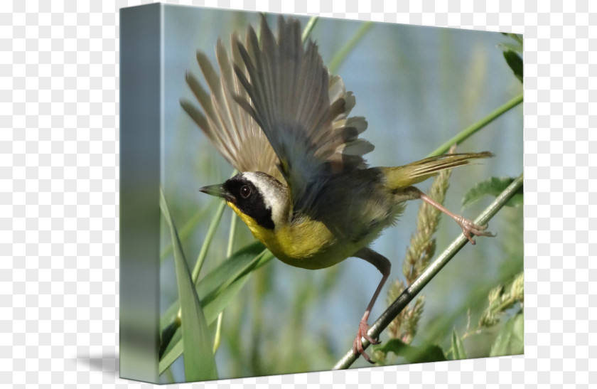 Feather Finches Wren American Sparrows Flora Fauna PNG