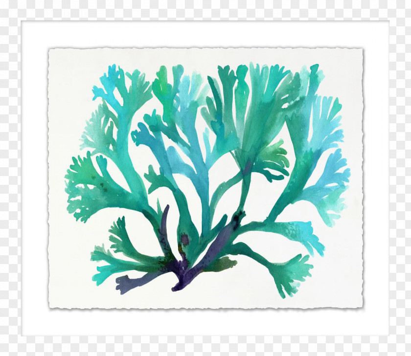 Watercolor Sea Turtle Graphics Illustration Leaf Plant Stem Art PNG
