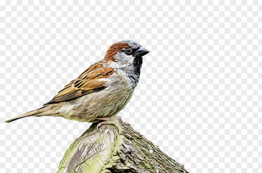 Bird House Sparrow Beak Finch PNG