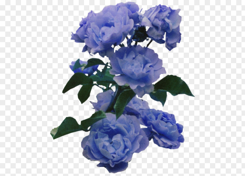 Blue Flower Rose Color PNG
