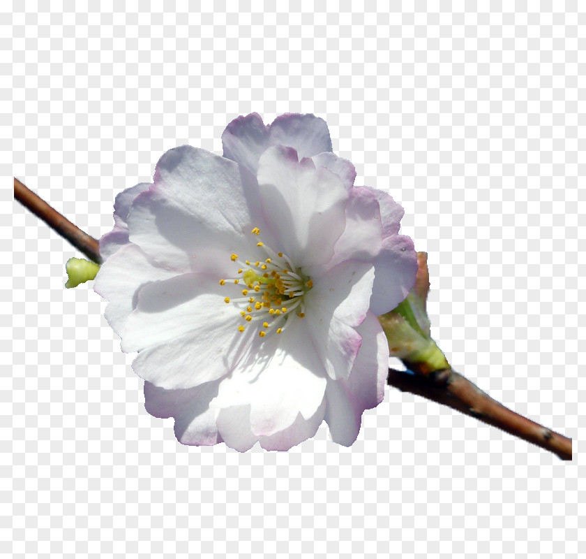 Creative Cherry Flowers Blossom Petal Vecteur PNG