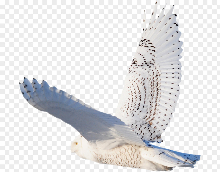 Eagle Feather Bird .com Hawk PNG