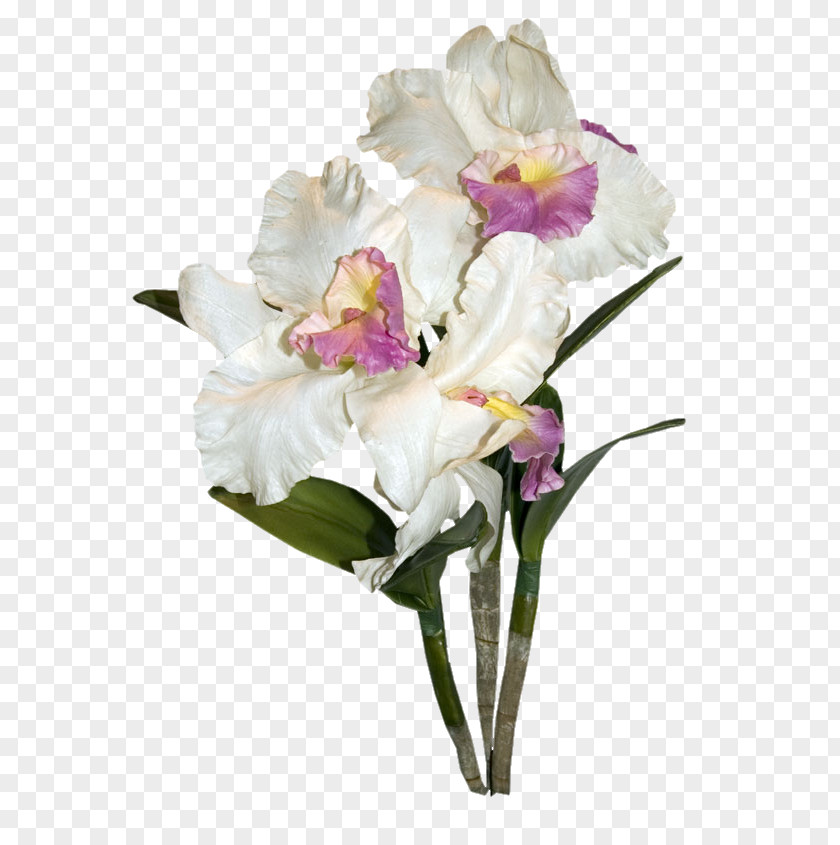 Flower White Cut Flowers Orchids PNG