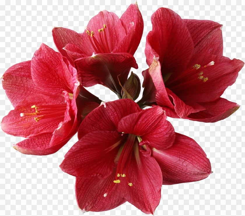 Flowers Amaryllis Flower Lilium Clip Art PNG