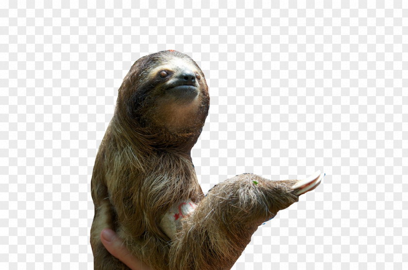 Monkey Drawing Baby Sloths Dog Mammal Hoffmann's Two-toed Sloth PNG