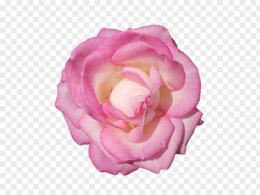 Peony Garden Roses Cabbage Rose Floribunda Cut Flowers PNG