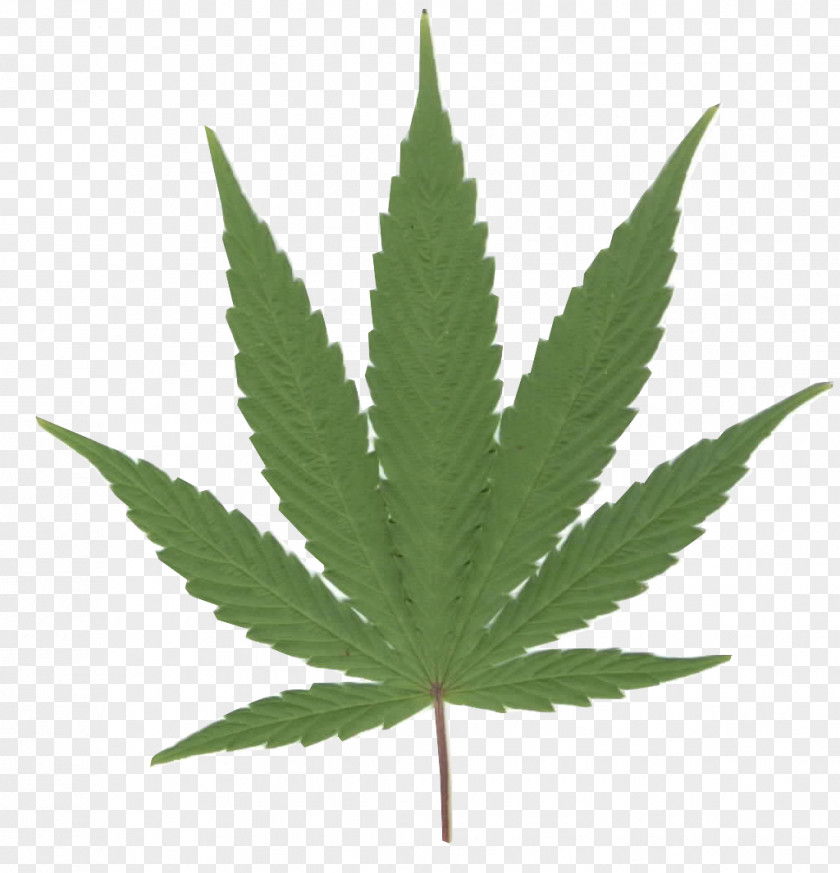 Weed Cannabis Smoking Sativa Hashish Medical PNG