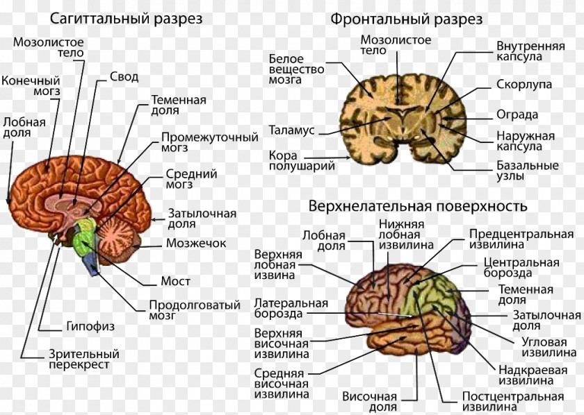 Brain Human Central Nervous System Cerebral Cortex PNG