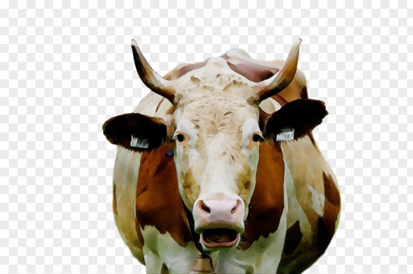 Dairy Cattle Texas Longhorn Toggenburg Goat Beef Livestock PNG