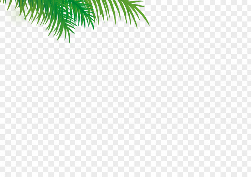 Date Palm Evergreen Leaf Pine PNG