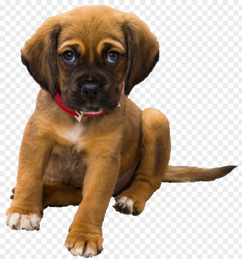 Dogs Your Puppy Dog Training Pet Sitting PNG