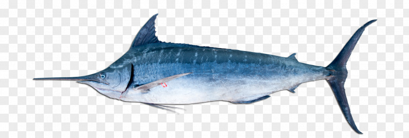 Fishing Billfish Atlantic Blue Marlin Black PNG