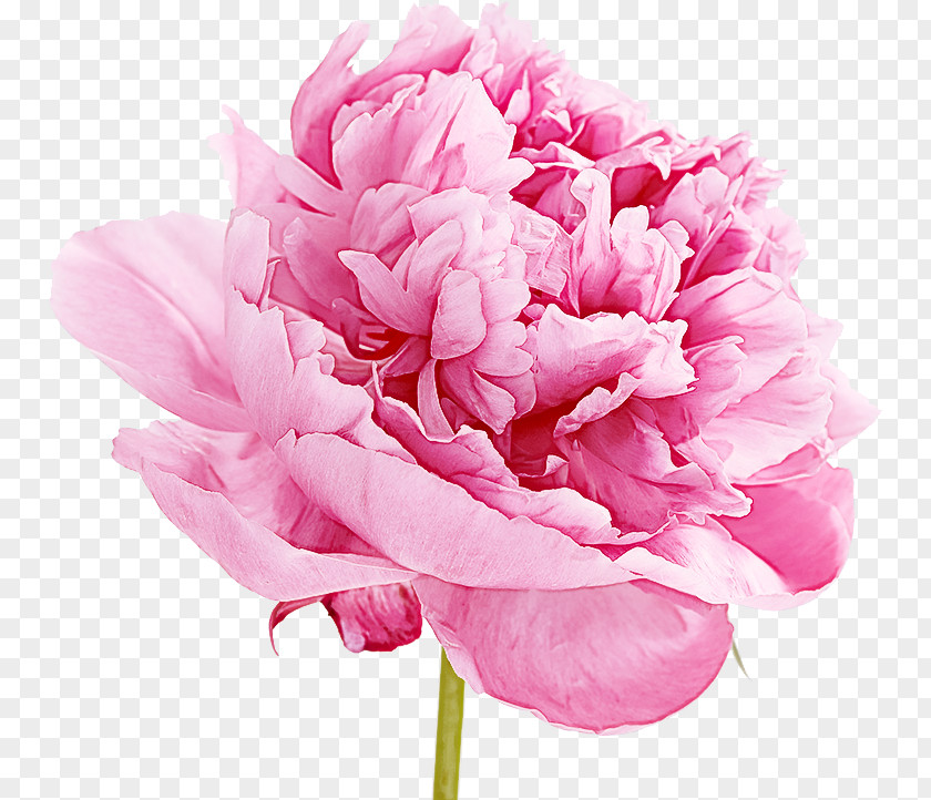 Flower Pink Petal Cut Flowers Common Peony PNG