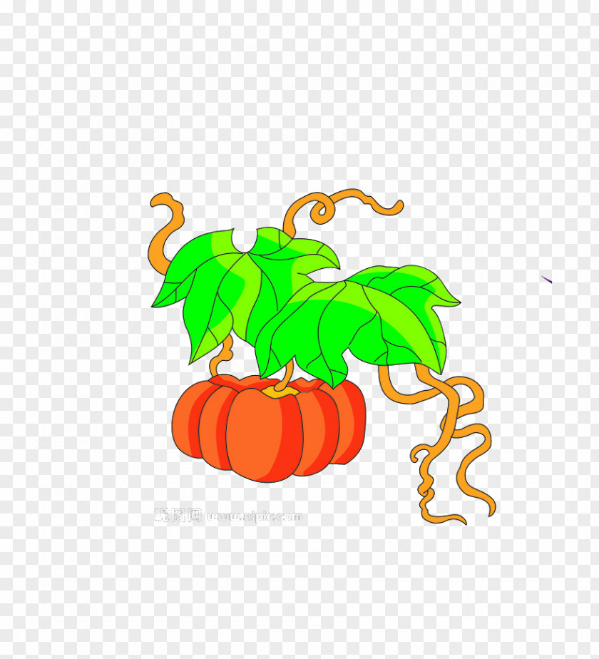 Pumpkin PNG