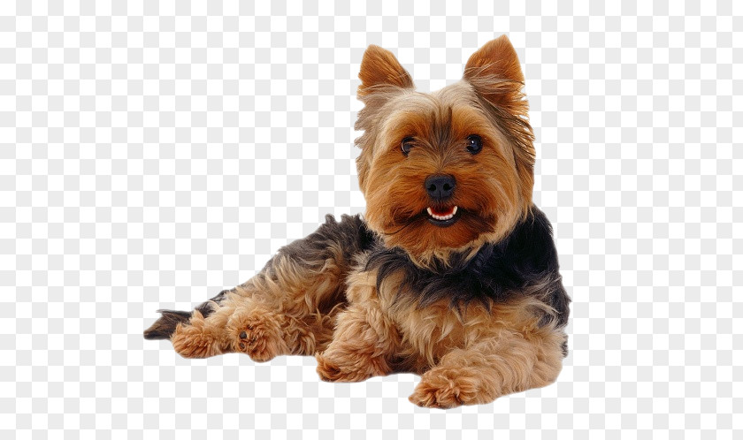 Puppy Yorkshire Terrier Morkie Cairn Yorkipoo PNG