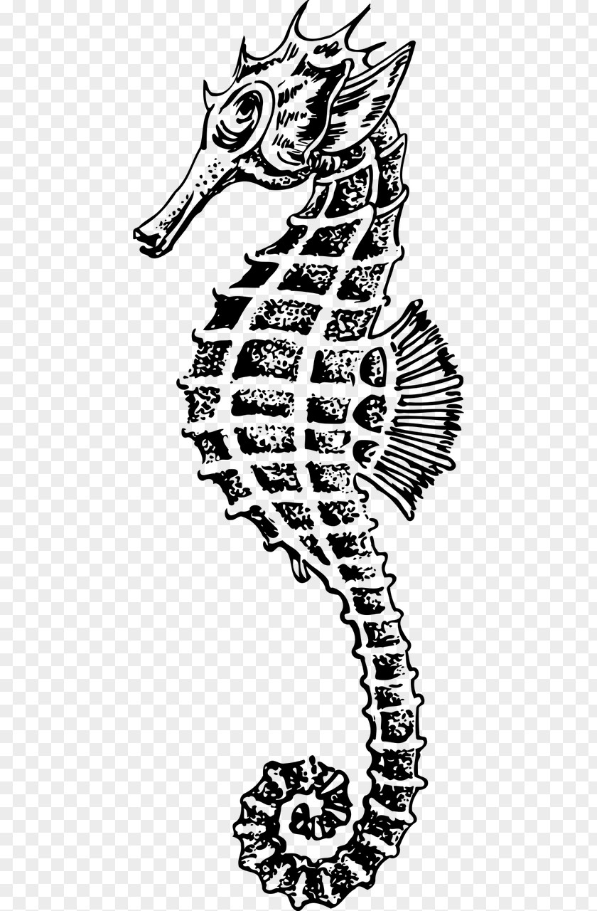 Seahorse Drawing Clip Art PNG