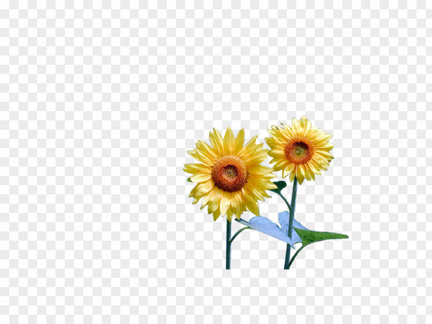 Sunflower Leaf Common Yellow Clip Art PNG