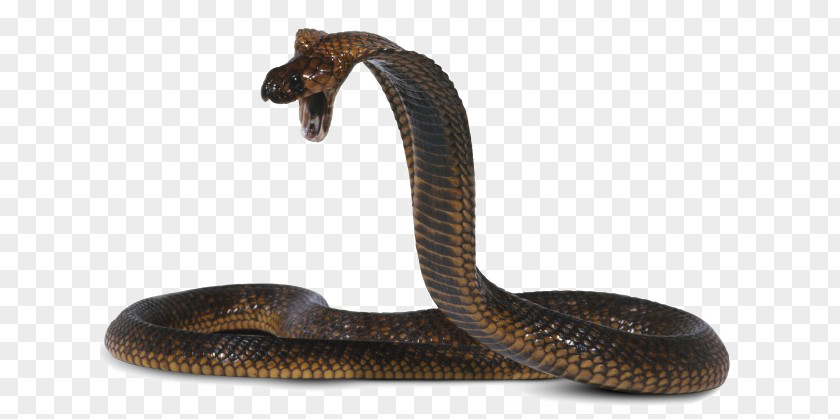 Venom Snakes King Cobra Egyptian Venomous Snake PNG