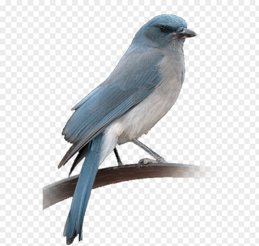 Bird Blue Jay Eastern Bluebird House Sparrow PNG