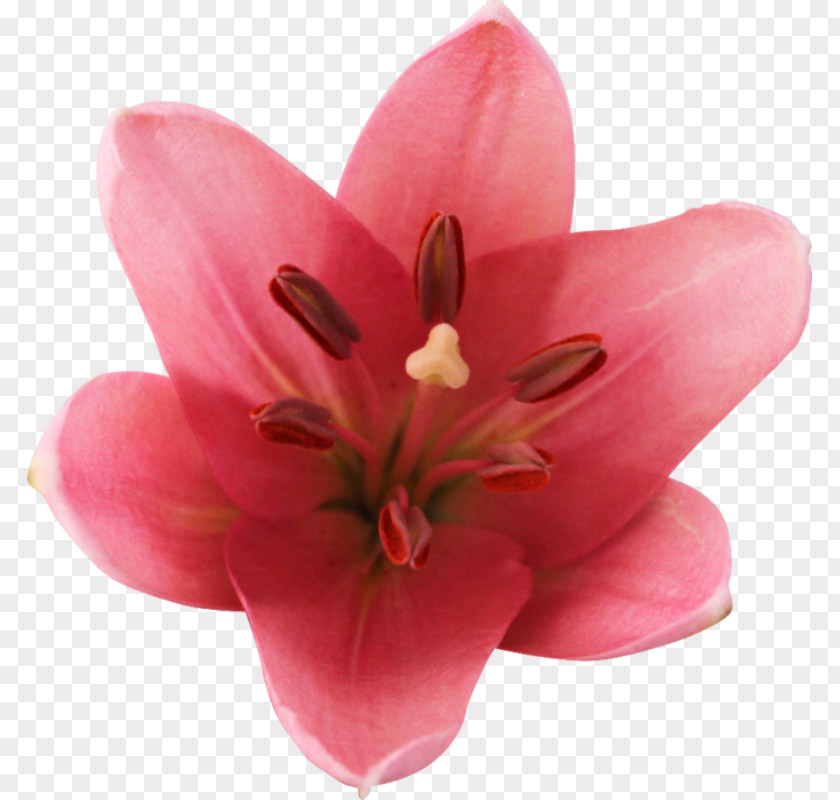 Flower Lilium Cut Flowers Blog Email PNG