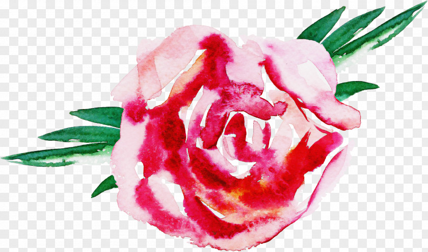 Garden Roses PNG