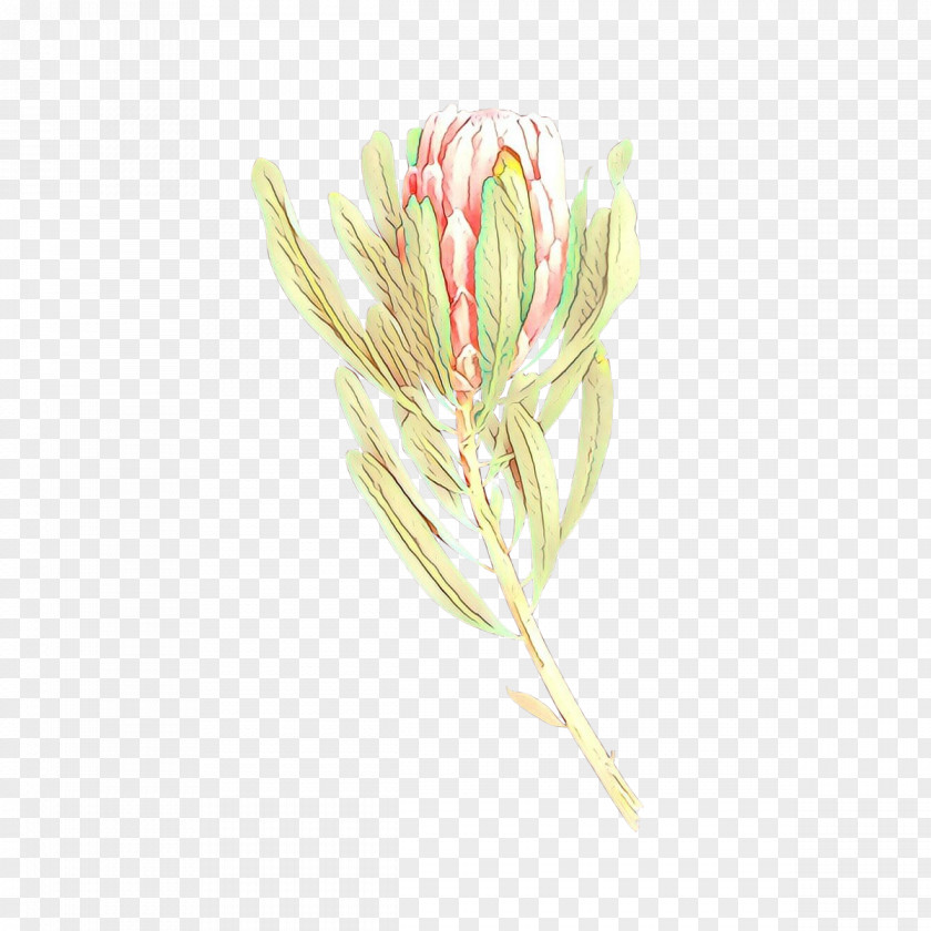 Honeysuckle Pedicel Flower Plant Flowering Grass Family PNG