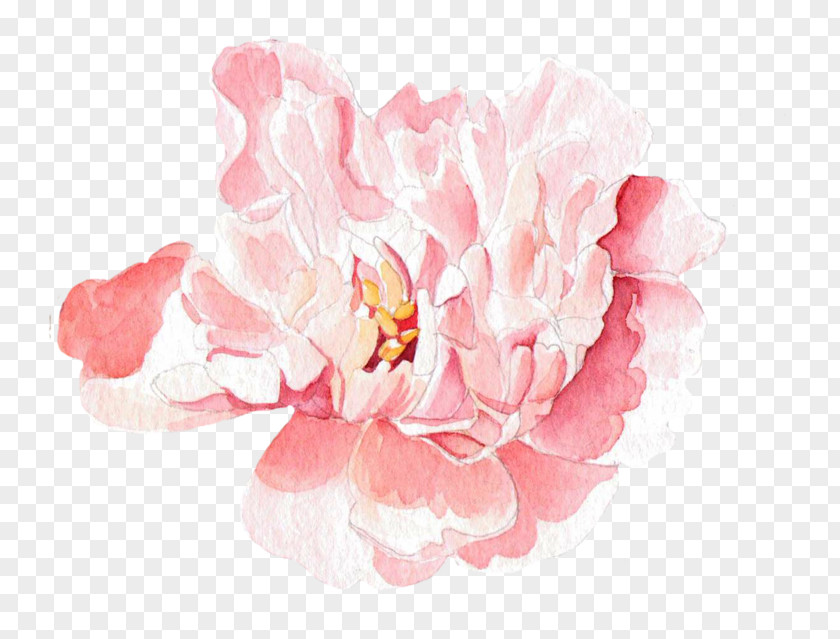 Pink Rose Moutan Peony Floral Design Watercolor Painting PNG