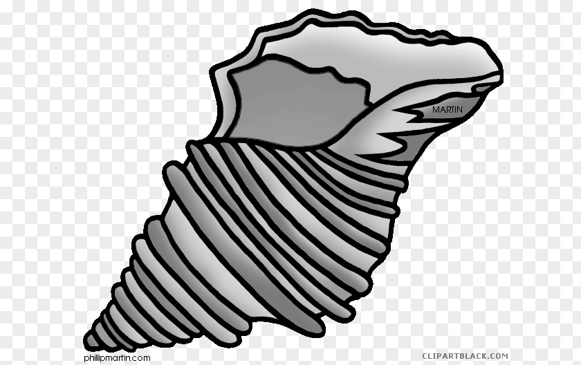 Seashell Clip Art Conch Image PNG
