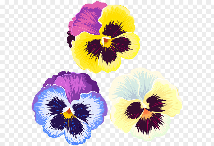 Pansy Art Clip PNG