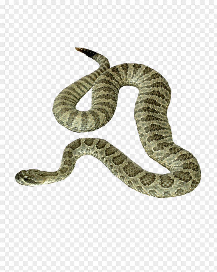 Snake Image Picture Download PNG