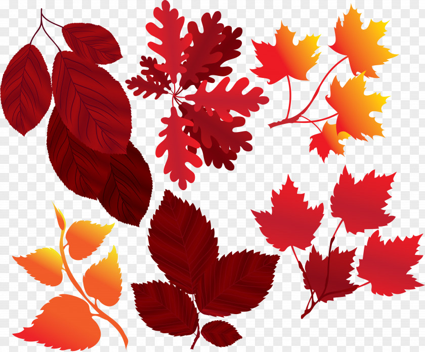 Autumn Leaves Leaf Color PNG