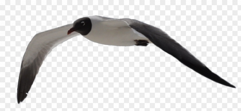 Bird Gulls Flight Clip Art PNG