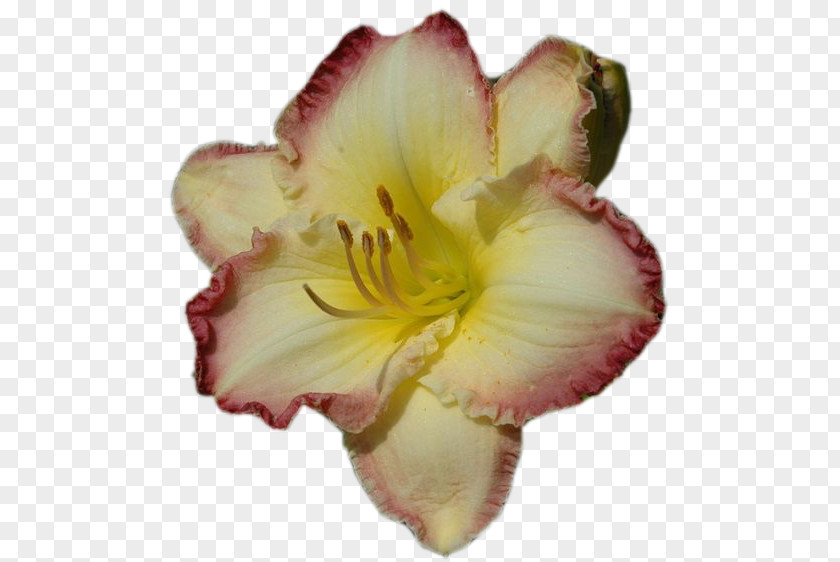 Daylilies Daylily Clip Art Petal Blog PNG