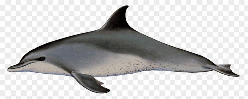Dolphin Common Bottlenose Short-beaked Spotted Dolphins Rough-toothed Tucuxi PNG