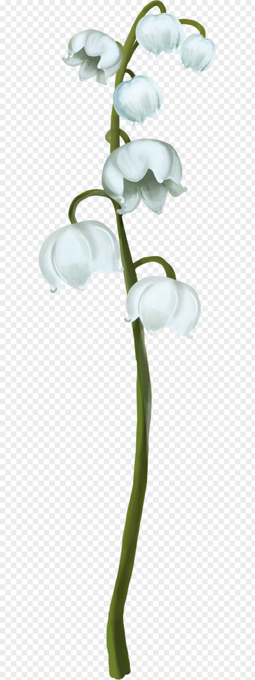 Lily Of The Valley Plant Stem Clip Art PNG