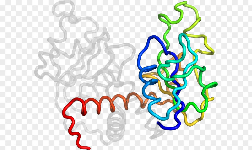 Line Organism Clip Art PNG