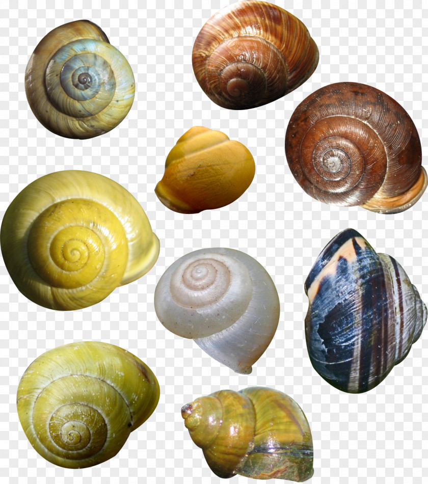 Lovely Snail Lymnaeidae Conchology PNG