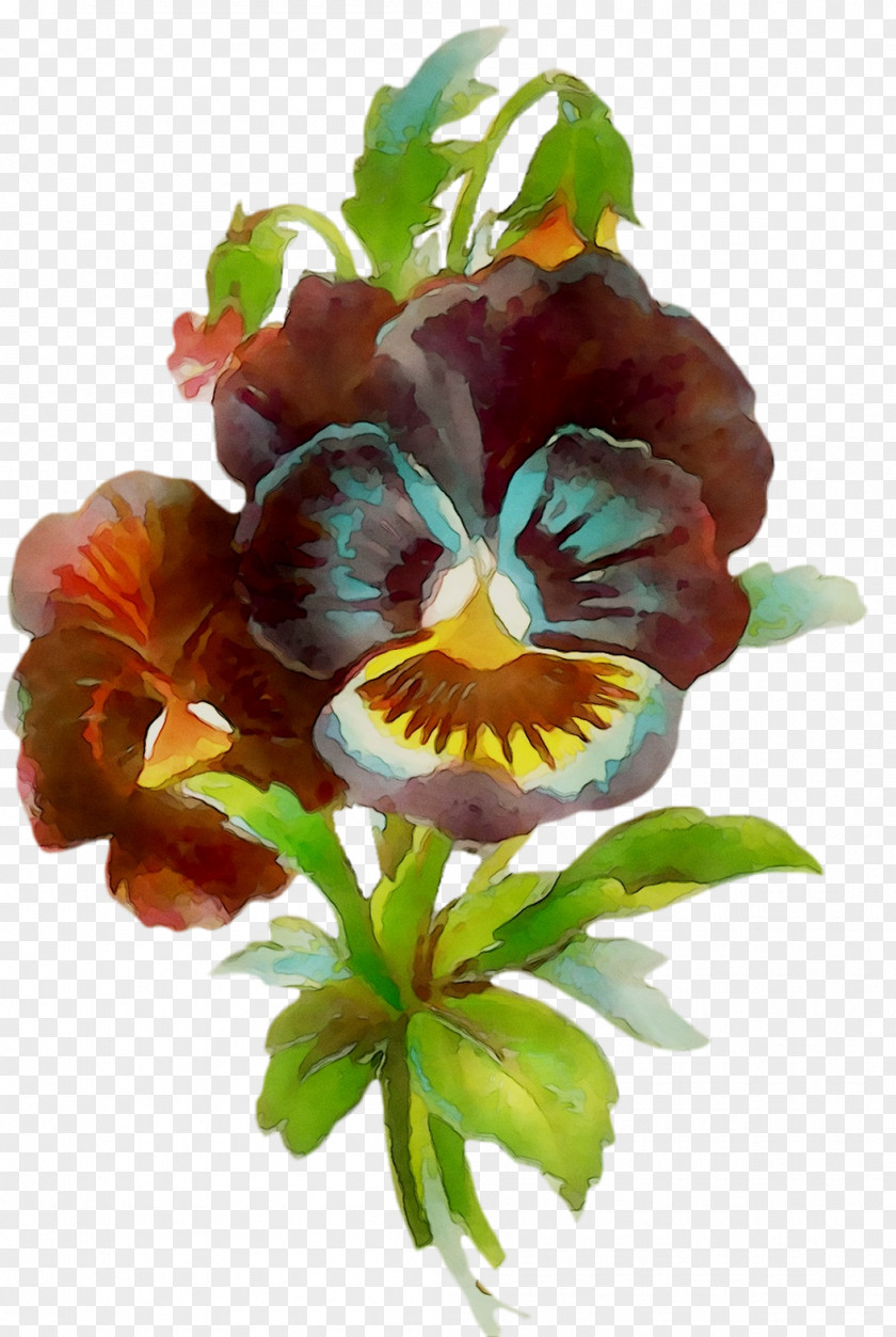 Pansy Cut Flowers PNG