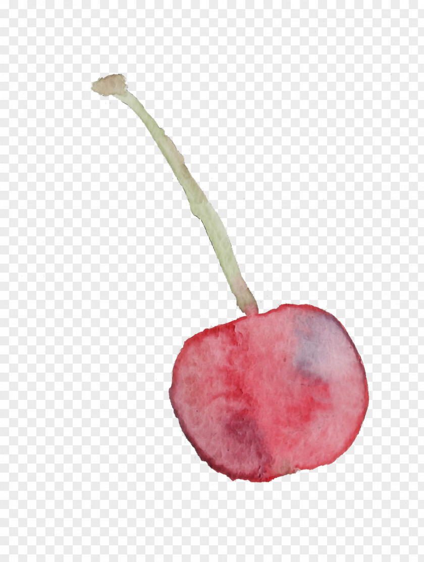 Pink Cherry Plant Flower Fruit PNG