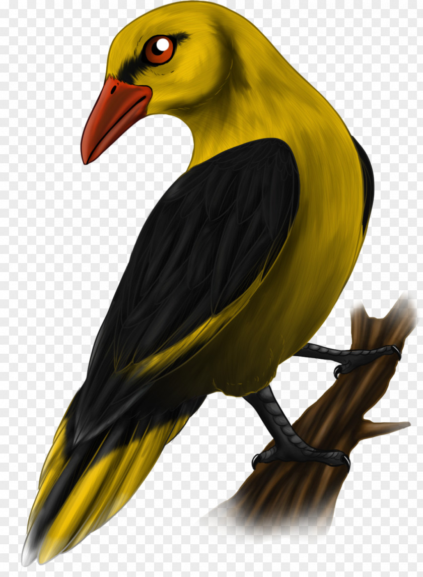 Beak Finches Piciformes Fauna PNG