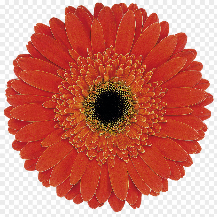 Gerbera Tamworth City Bowling Club Test Dental Implant Industry Computer PNG