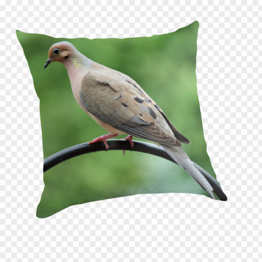 Mourning Throw Pillows Cushion Beak Fauna Feather PNG