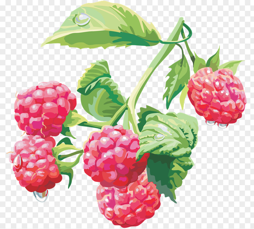 Raspberry Clip Art Image Transparency PNG