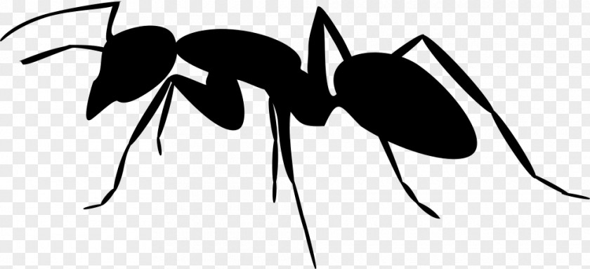 Silhouette Ant Insect Clip Art PNG
