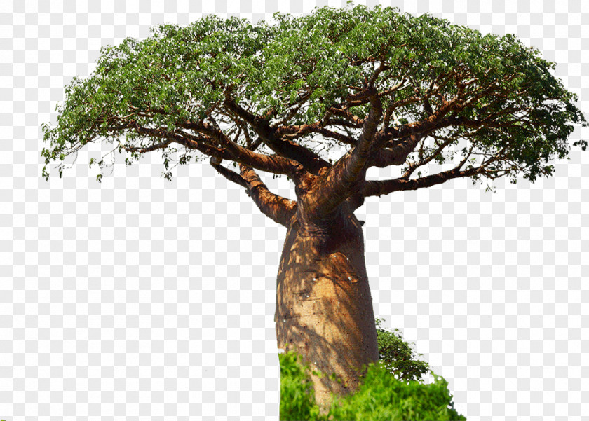 Tree Adansonia Digitata Fruit Drumstick PNG