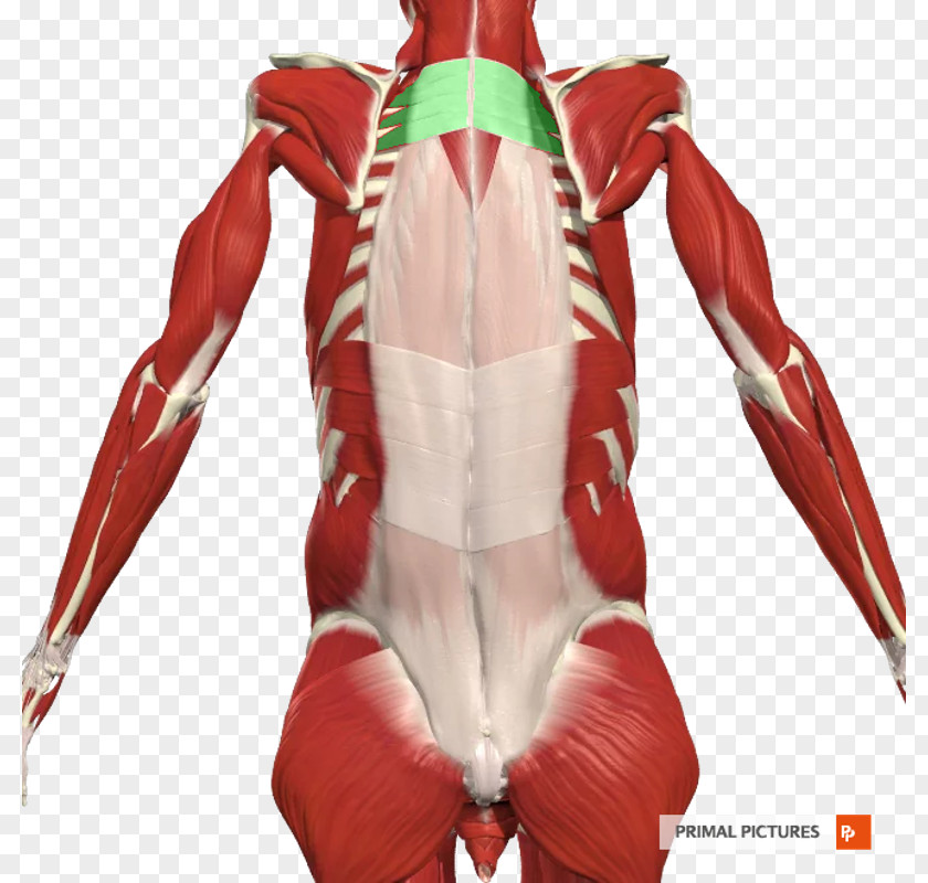 Abdominal Muscles Shoulder Joint Arm Muscle Back Strain PNG