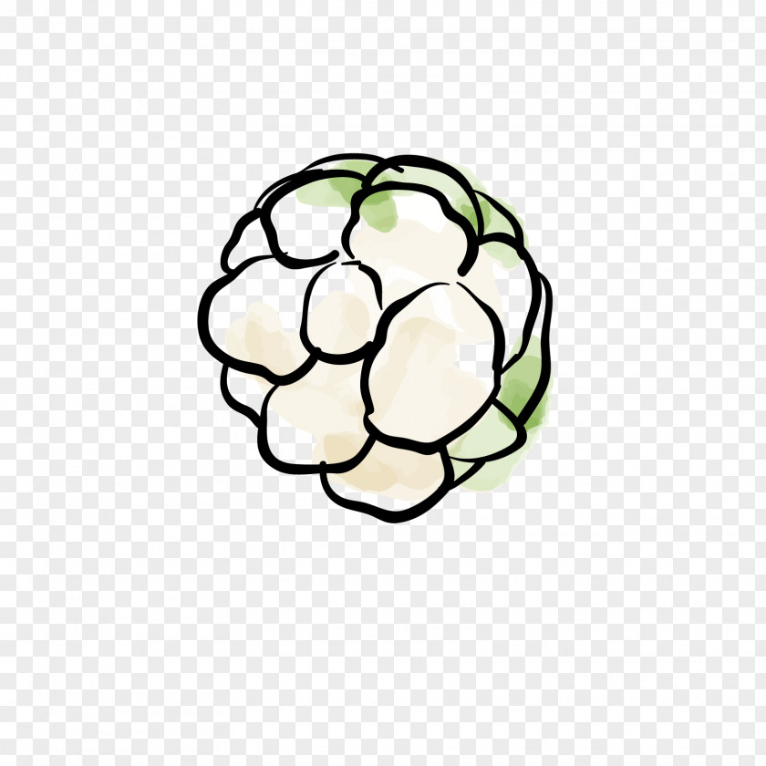 Cauliflower Cabbage Vegetable PNG