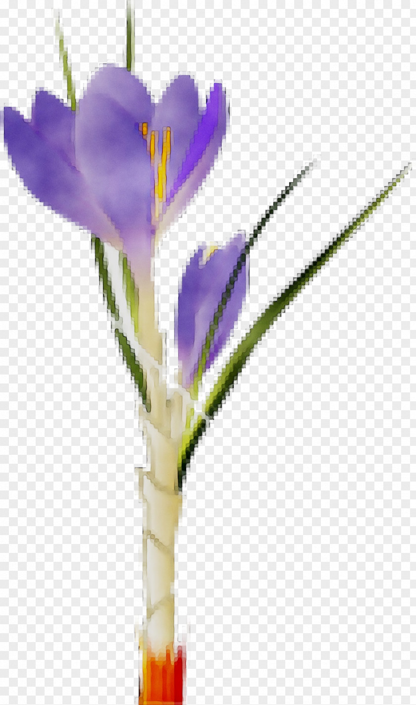 Crocus Floristry Cut Flowers Plant Stem PNG