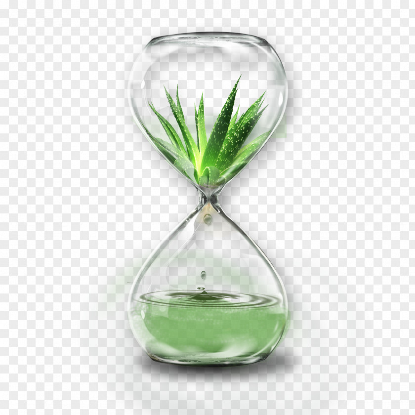Transparent Hourglass Aloe Vera PNG